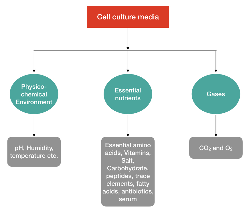 Cell Culture Definition, Types, Media and Examples KaryotypingHub