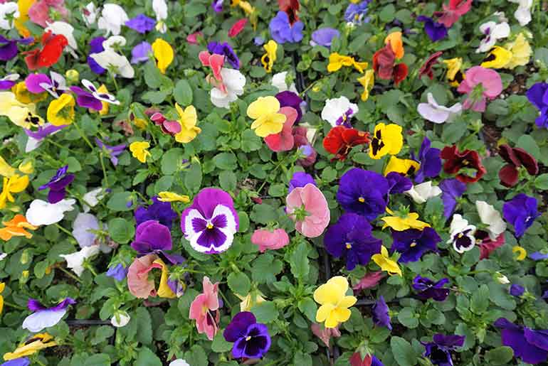 Plant Profiles Pansy Kasardas Greenhouse