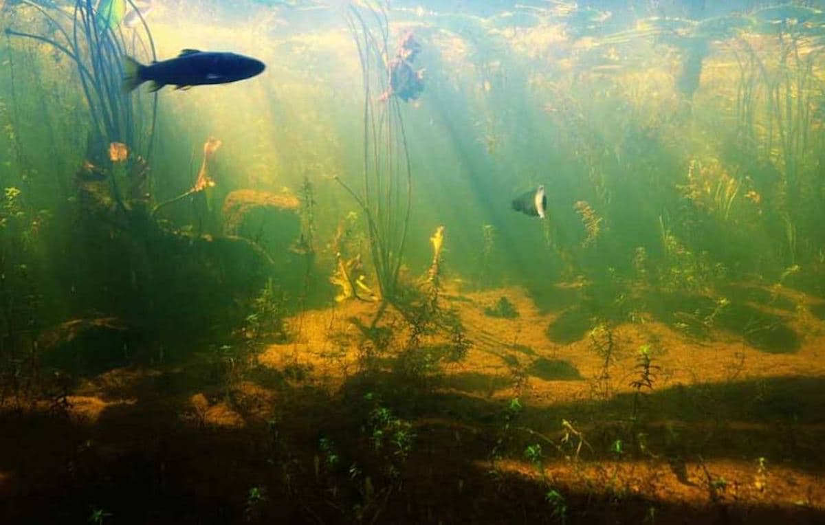 Pond Bottom Types and Your Fish Habitat Kasco Marine