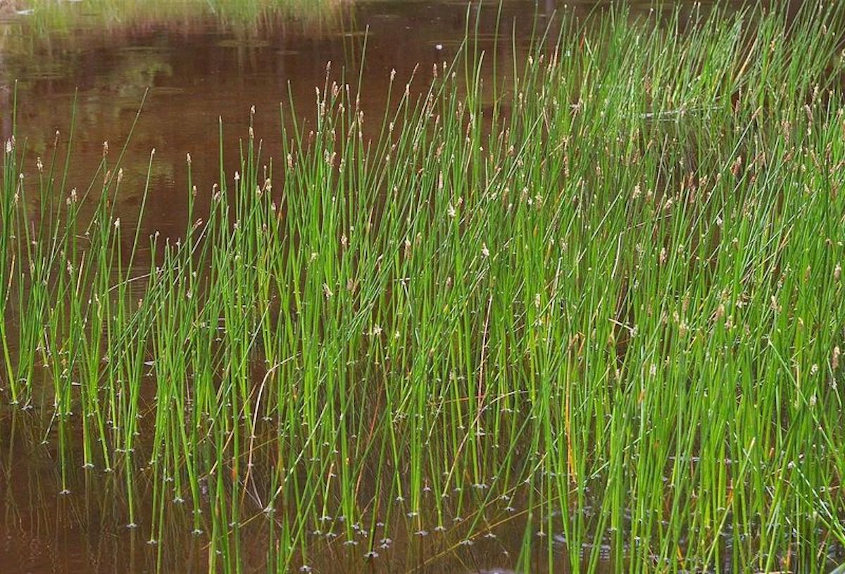 Common Emergent Aquatic Plants Kasco Marine