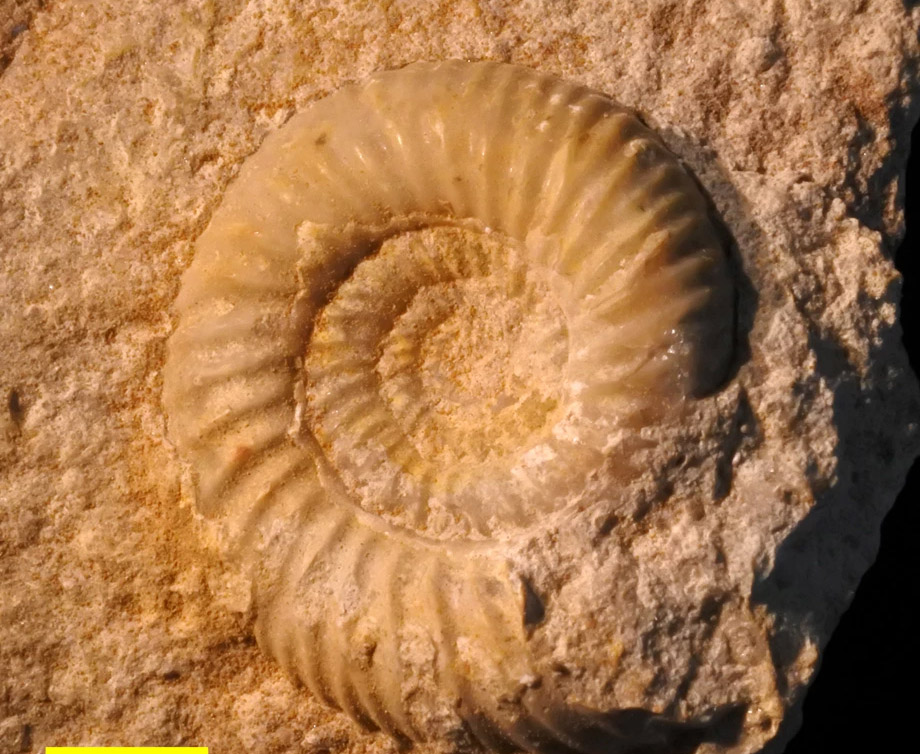 13MillionYearOld Fossil Ape Discovered In Udhampur Kashmir Observer