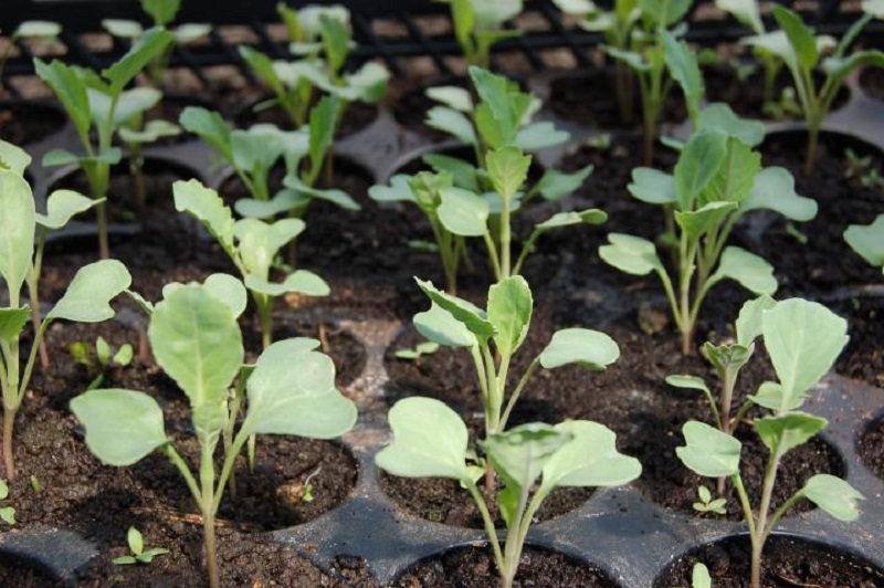 ‘Vegetable Cultivation Important To Preserve Ecological Balance