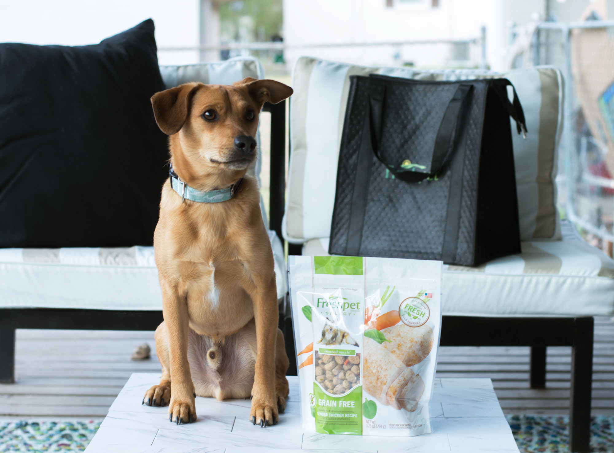 Healthy & Happy with Freshpet Kassy On Design