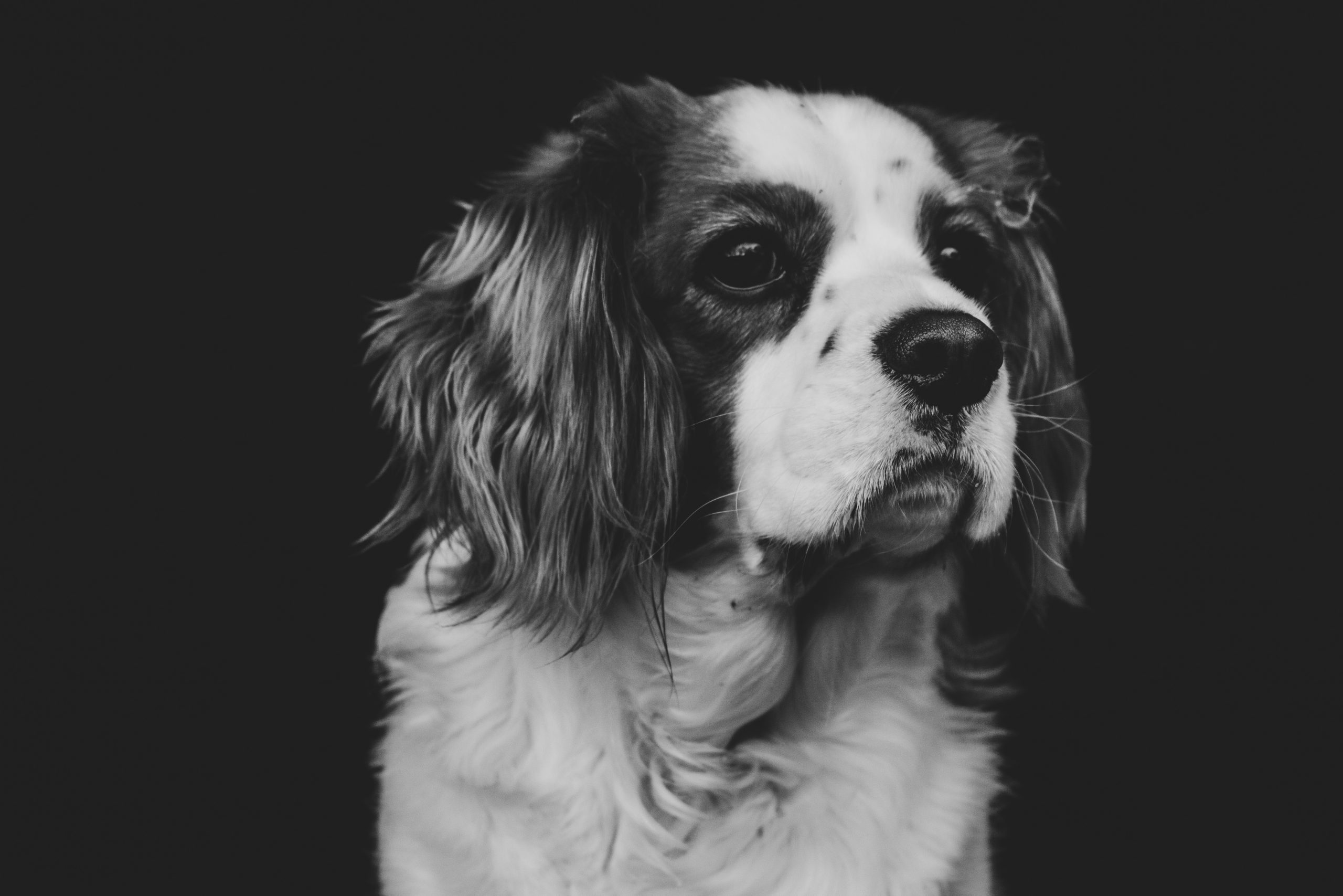 Black and White Animal Portraits Kassy O'Shea