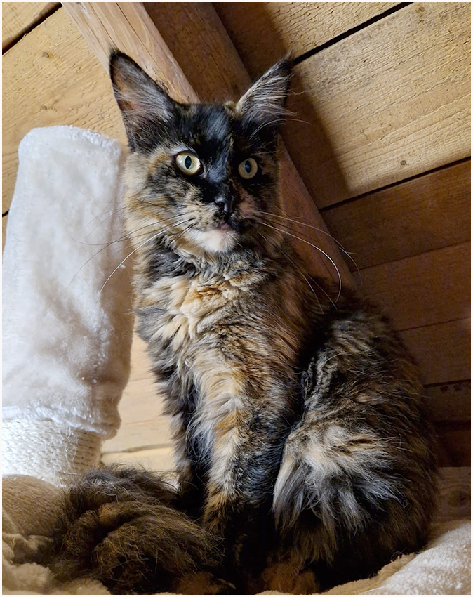 Katzen Maine Coons vom Kastulus