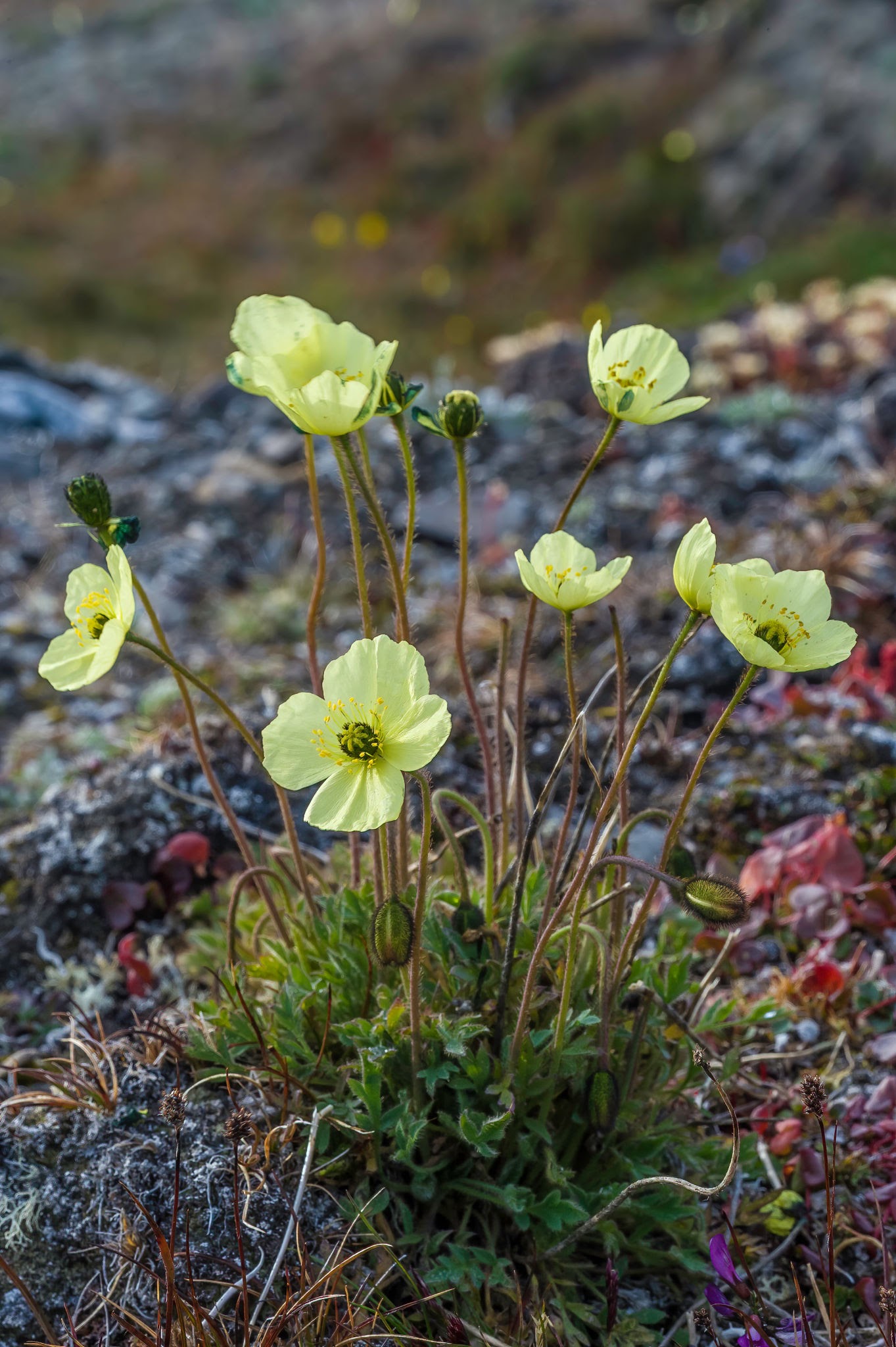 Arctic Poppy KatalogGeo