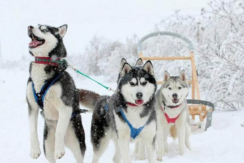 Finnish Arctic Husky Ride Kated
