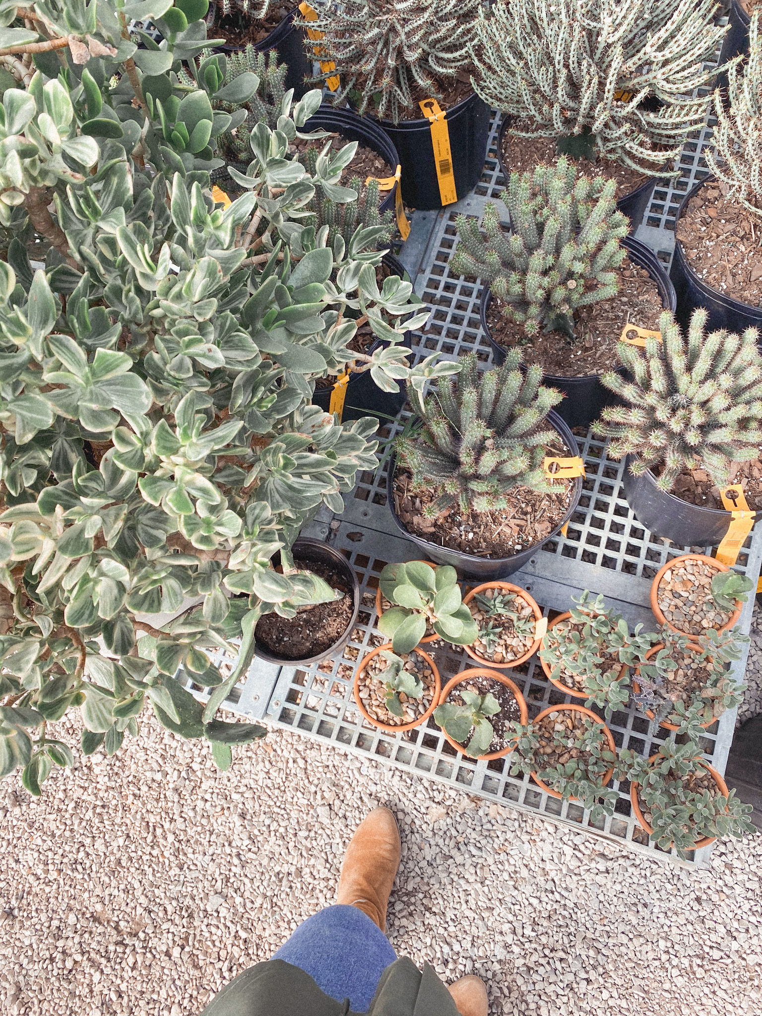 The Best Plant Shops in Nashville, TN Katelynn Ann