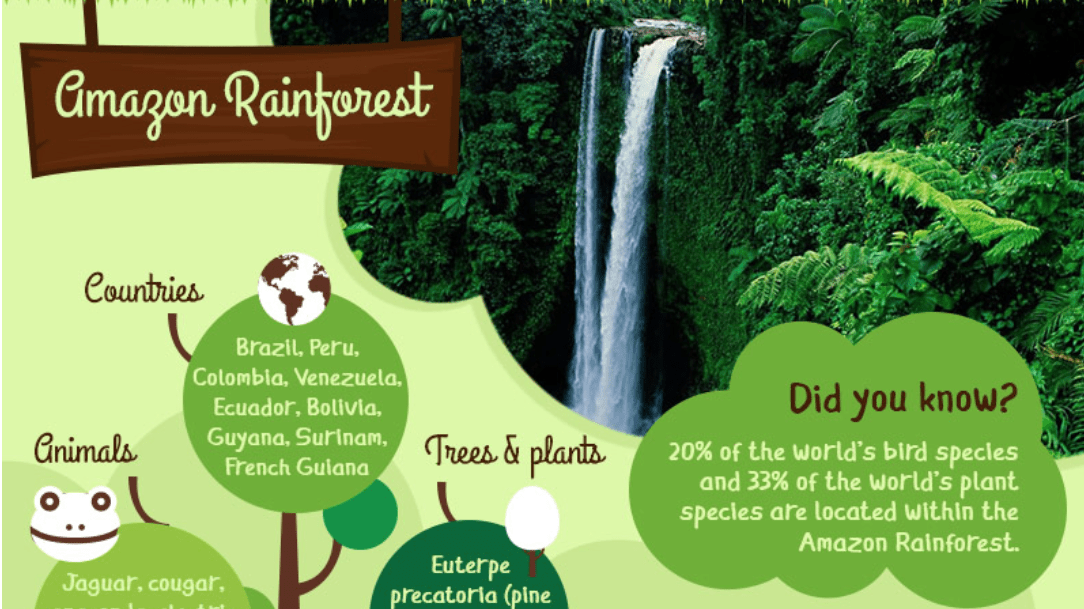 Amazon Rainforest Infographic