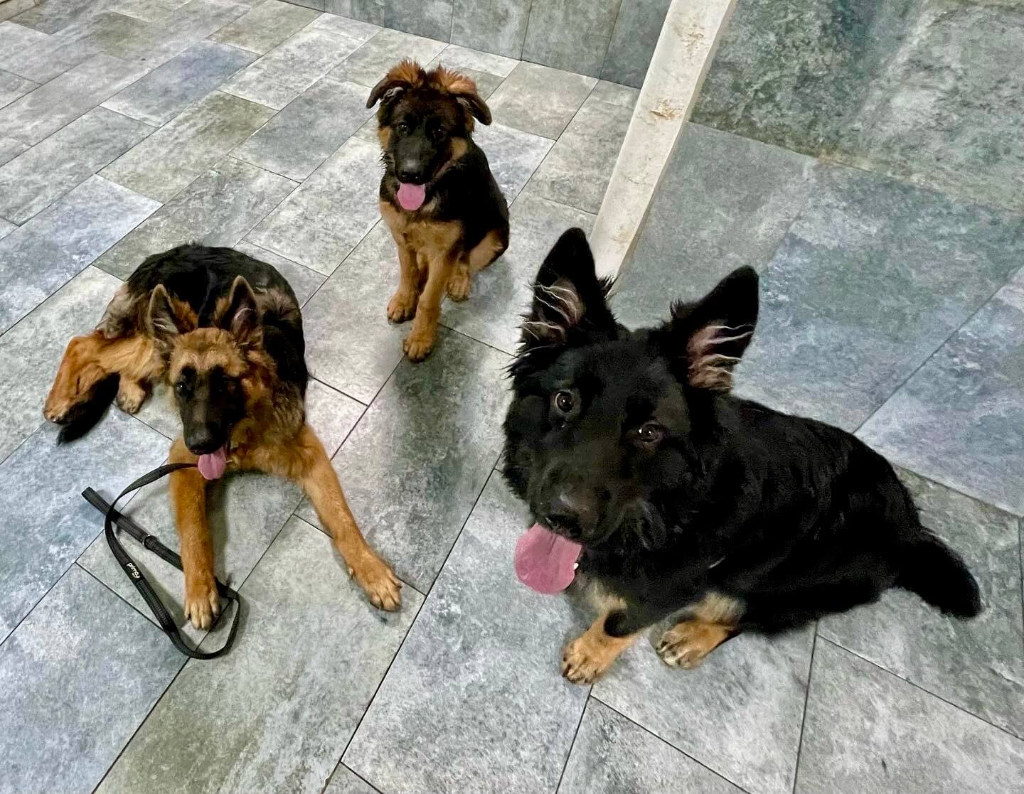 Photo Gallery Kate Perry Dog Training