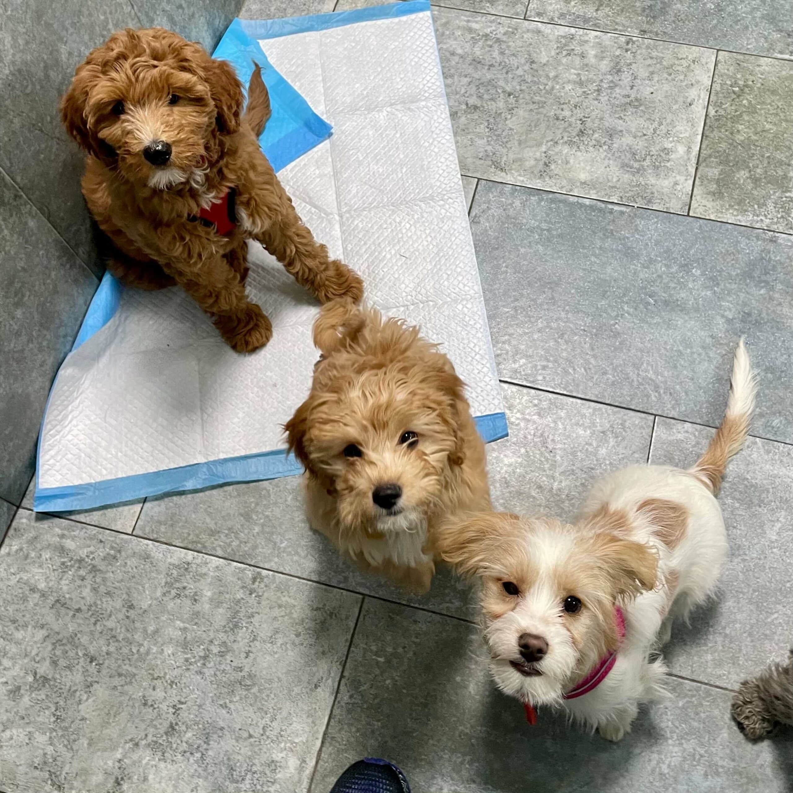 Photo Gallery Kate Perry Dog Training