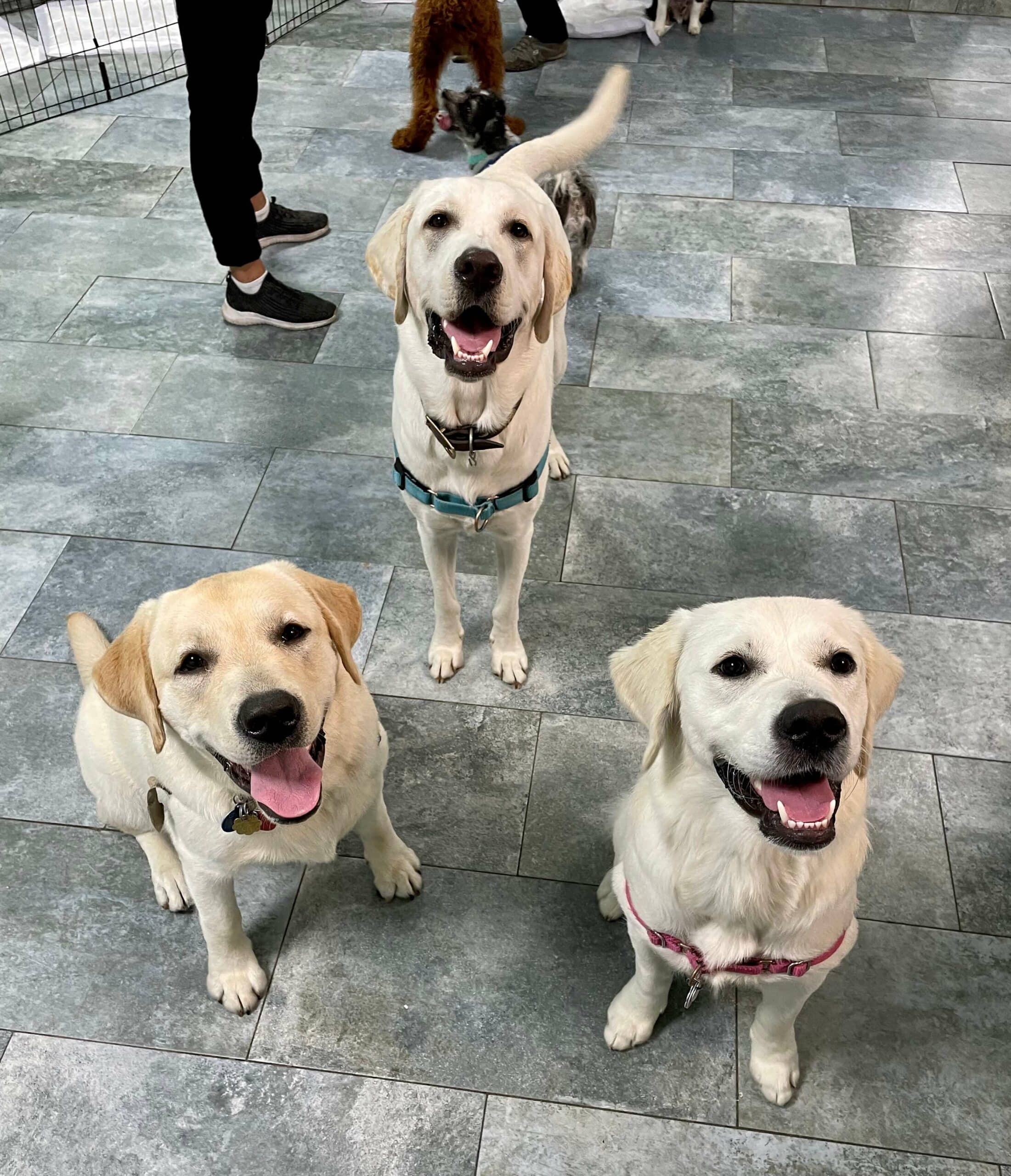 Photo Gallery Kate Perry Dog Training