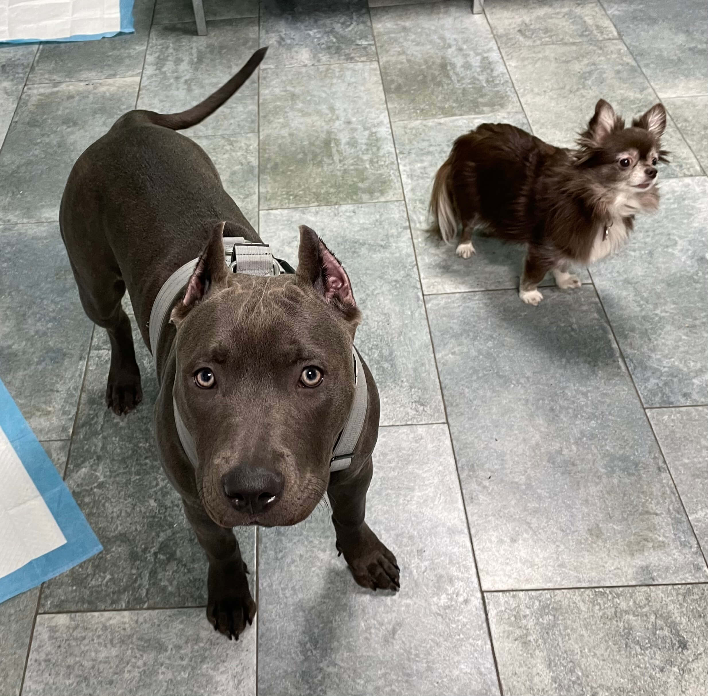 Photo Gallery Kate Perry Dog Training