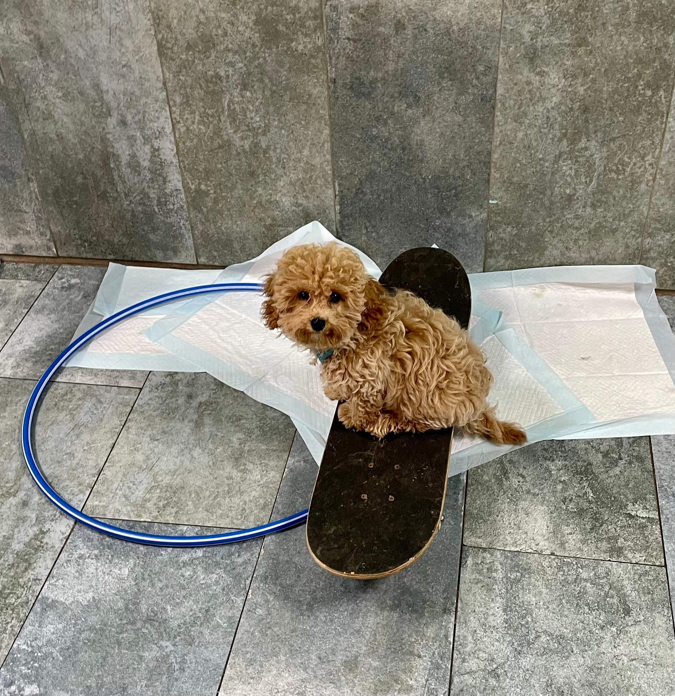 Photo Gallery Kate Perry Dog Training