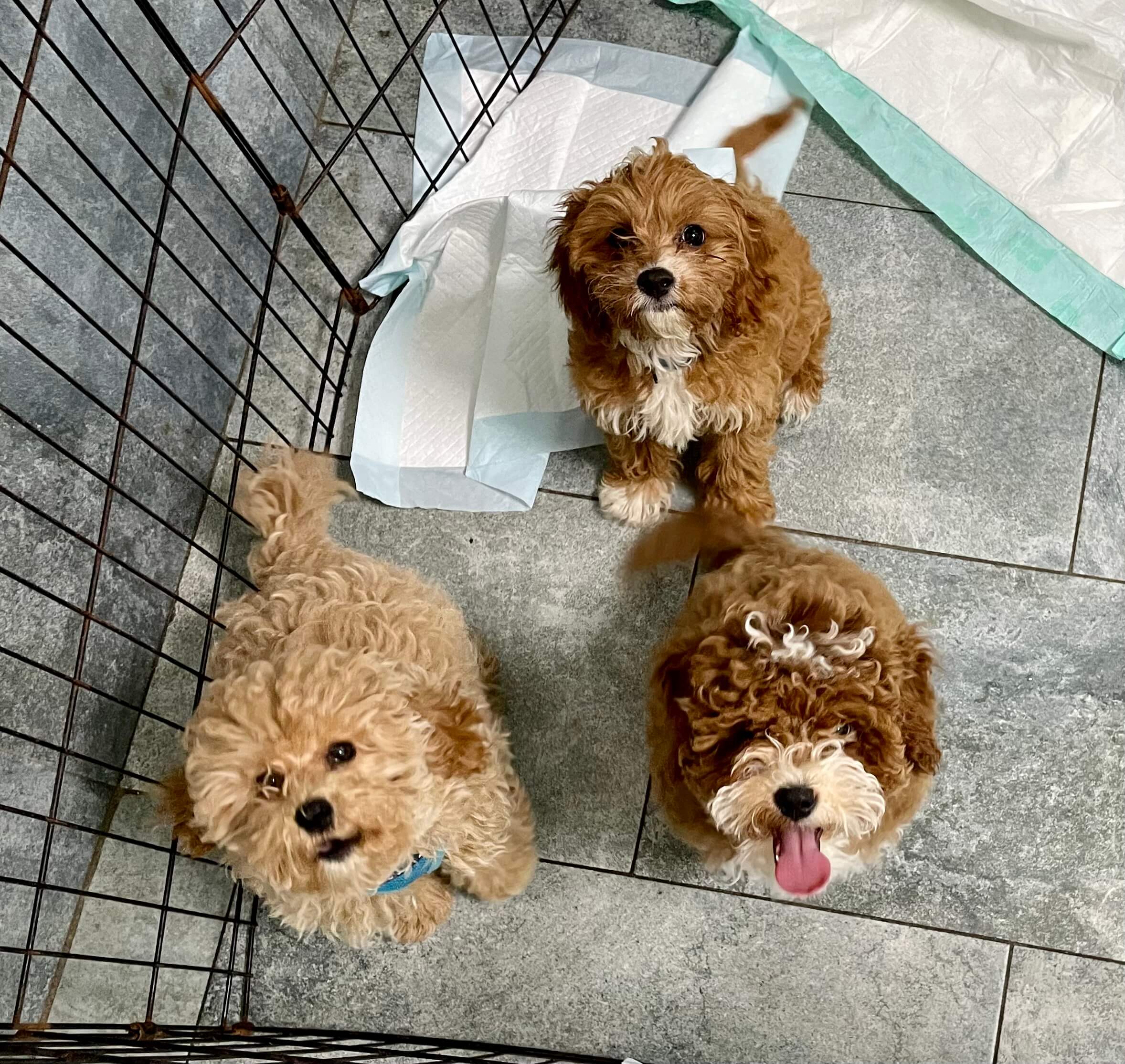 Photo Gallery Kate Perry Dog Training