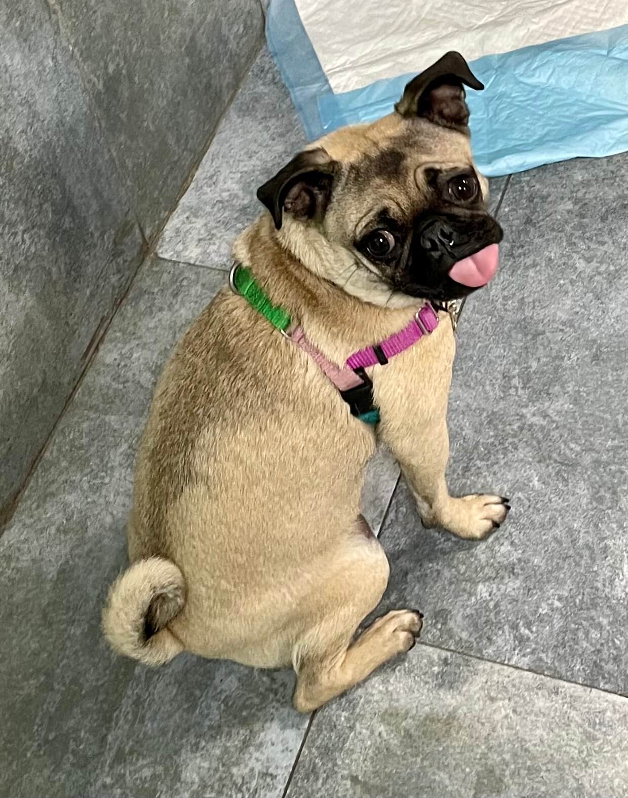 Photo Gallery Kate Perry Dog Training