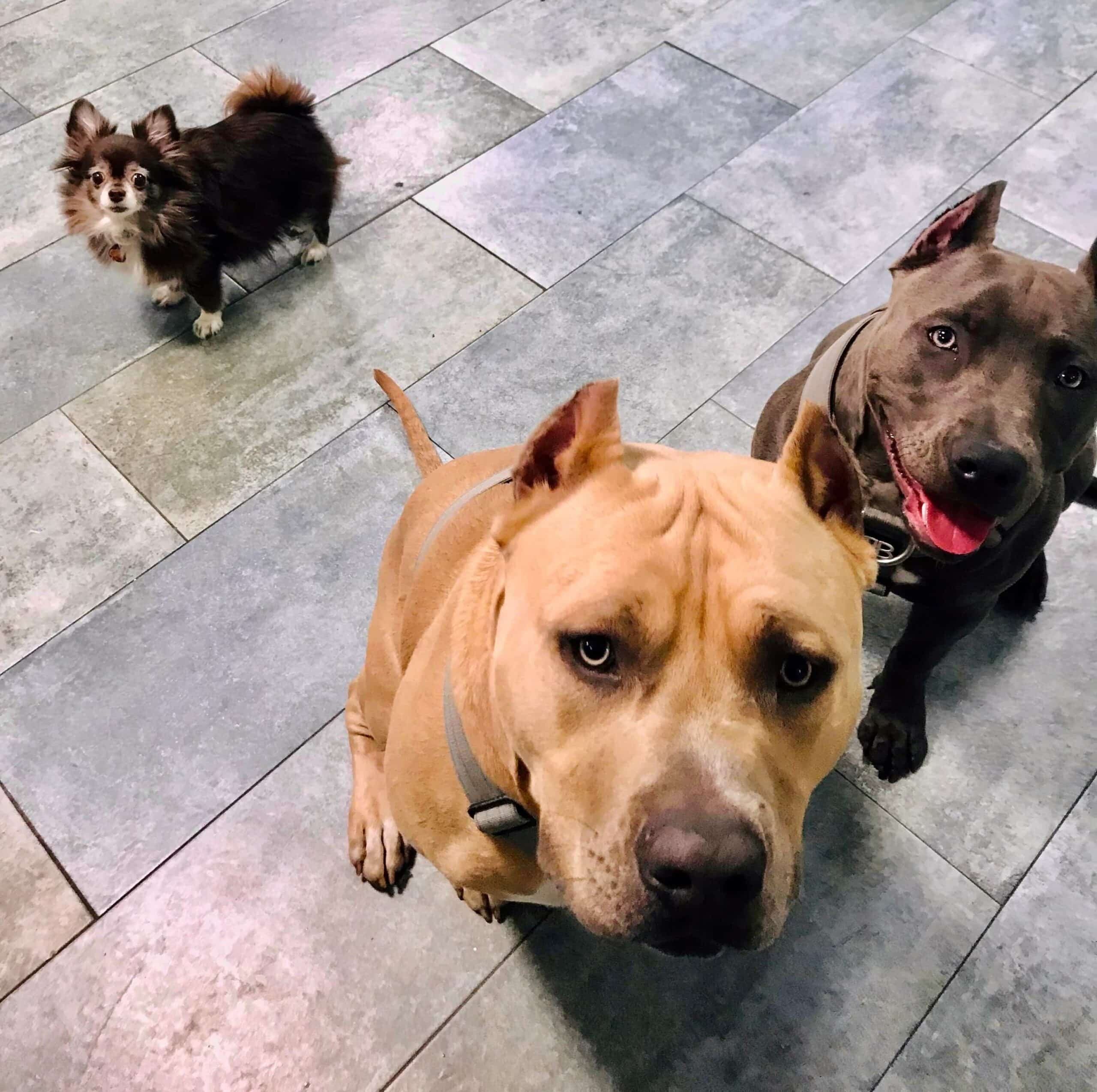 Photo Gallery Kate Perry Dog Training