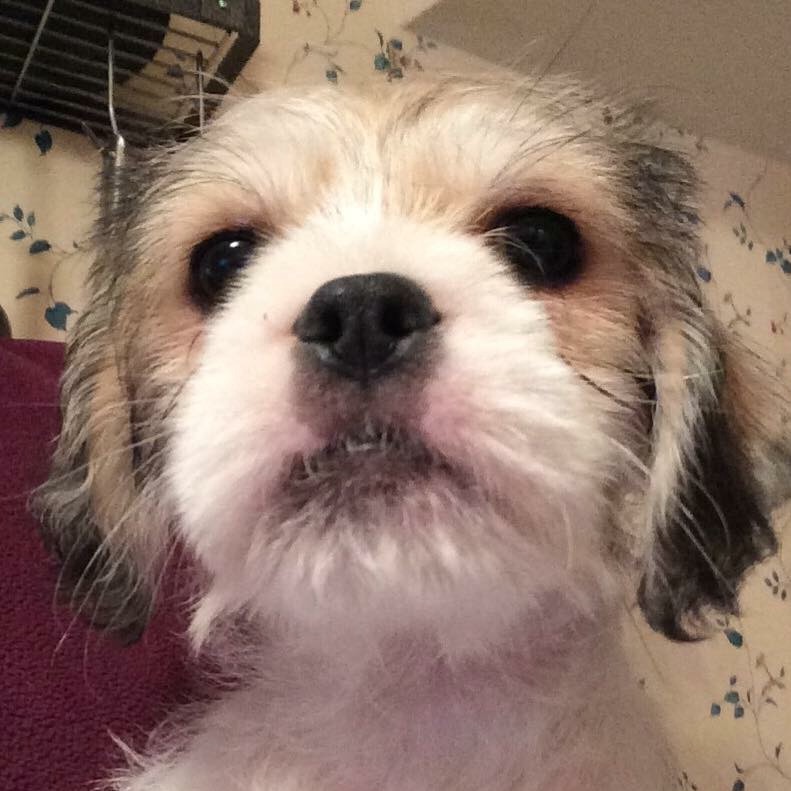 Gone to the Dog Pencil Kate Rosin