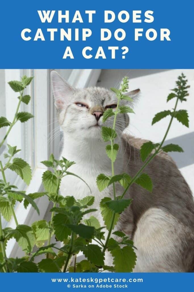 What Does Catnip Do For A Cat? Kate's K9 Pet Care