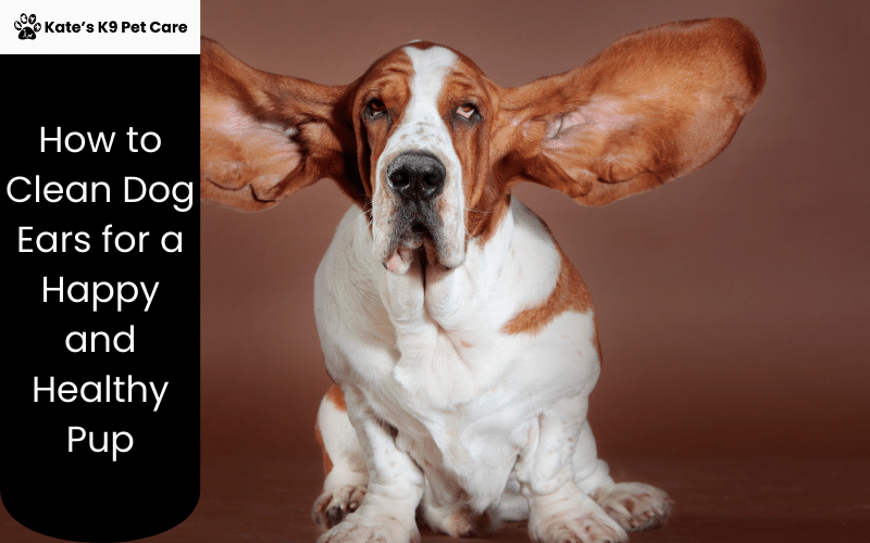 How To Clean Dog Ears For A Happy And Healthy Pup Kate's K9 Pet Care
