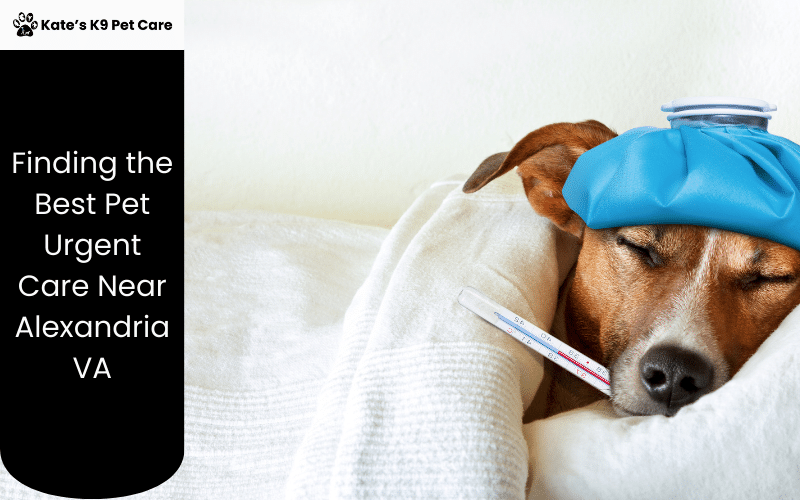 Finding The Best Pet Urgent Care Near Alexandria VA Kate's K9 Pet Care