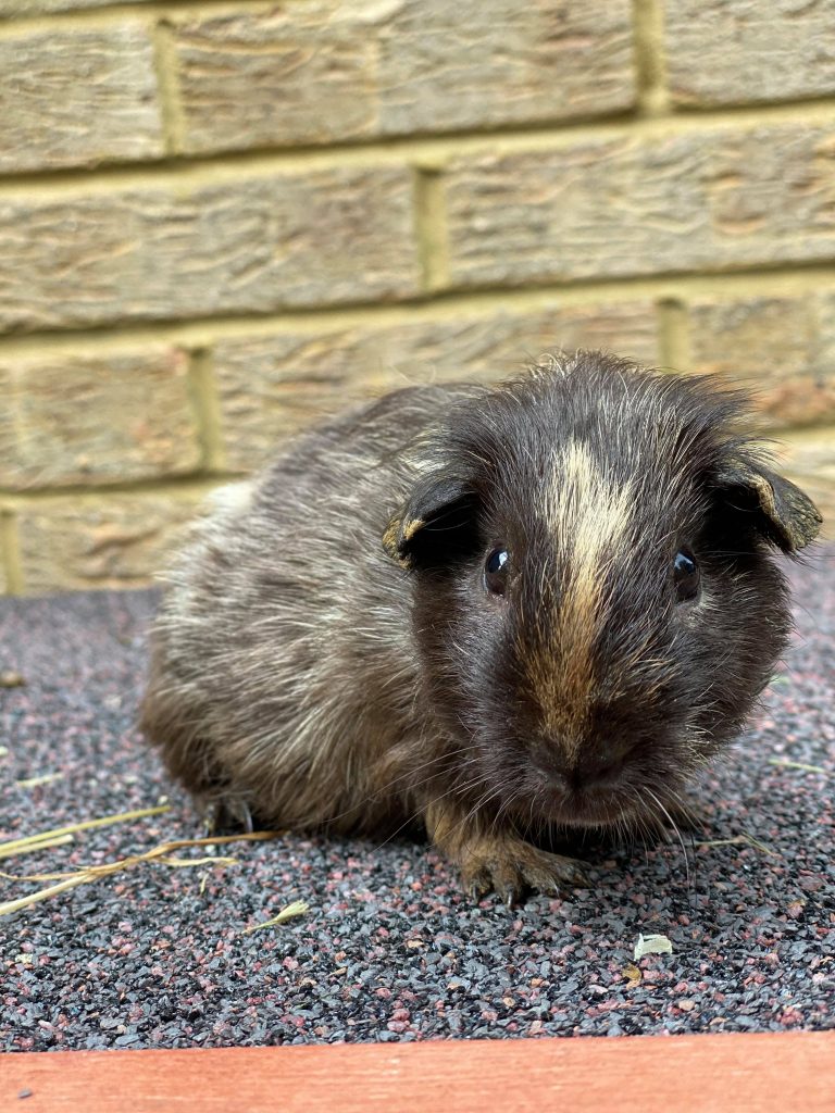 Animals for Adoption Notions Rescue