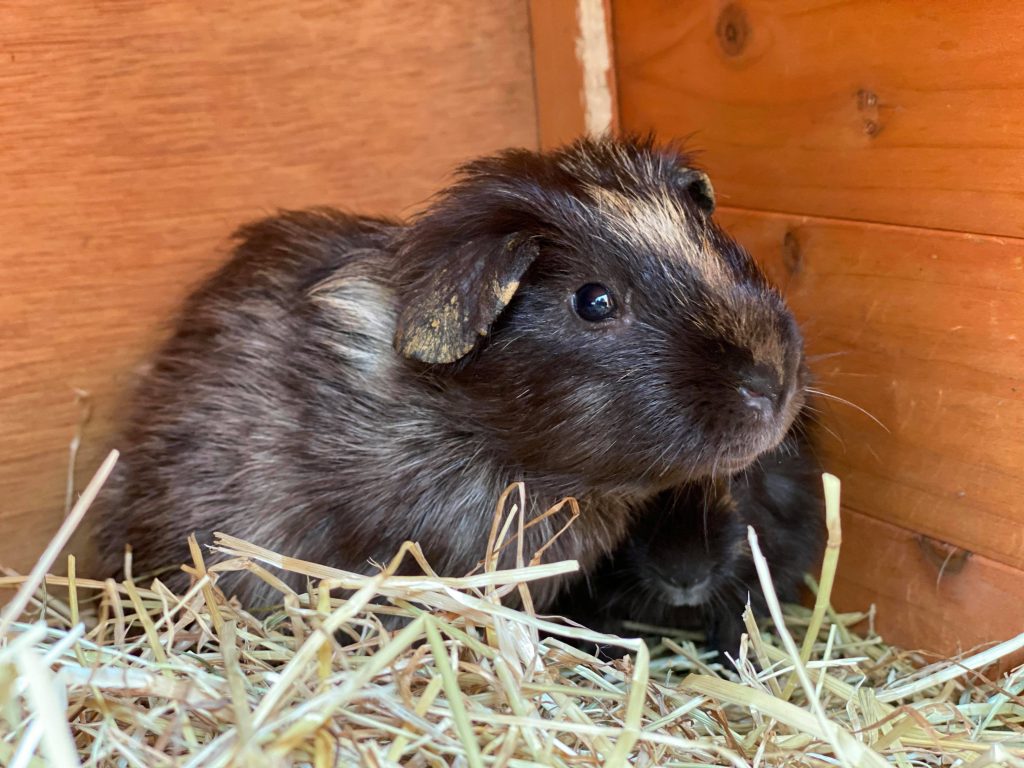 Animals for Adoption Notions Rescue