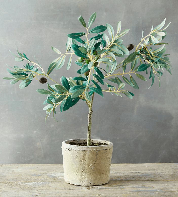 fauxolivetree