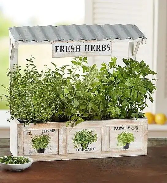 9 Best Indoor Herb Gardens for Growing Your Own Food KCM