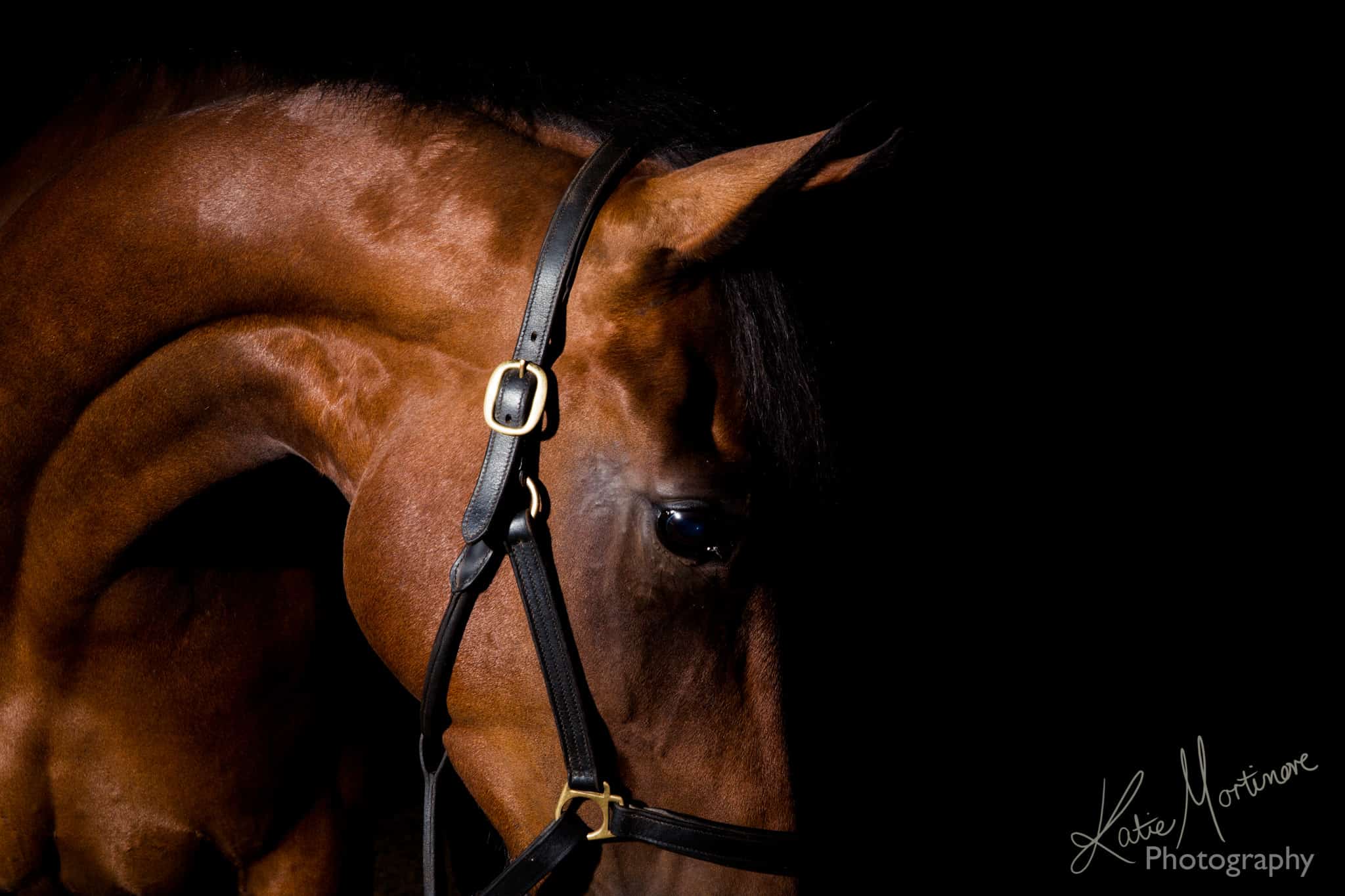 Equine Studio Lit Portraits Katie Mortimore Photography