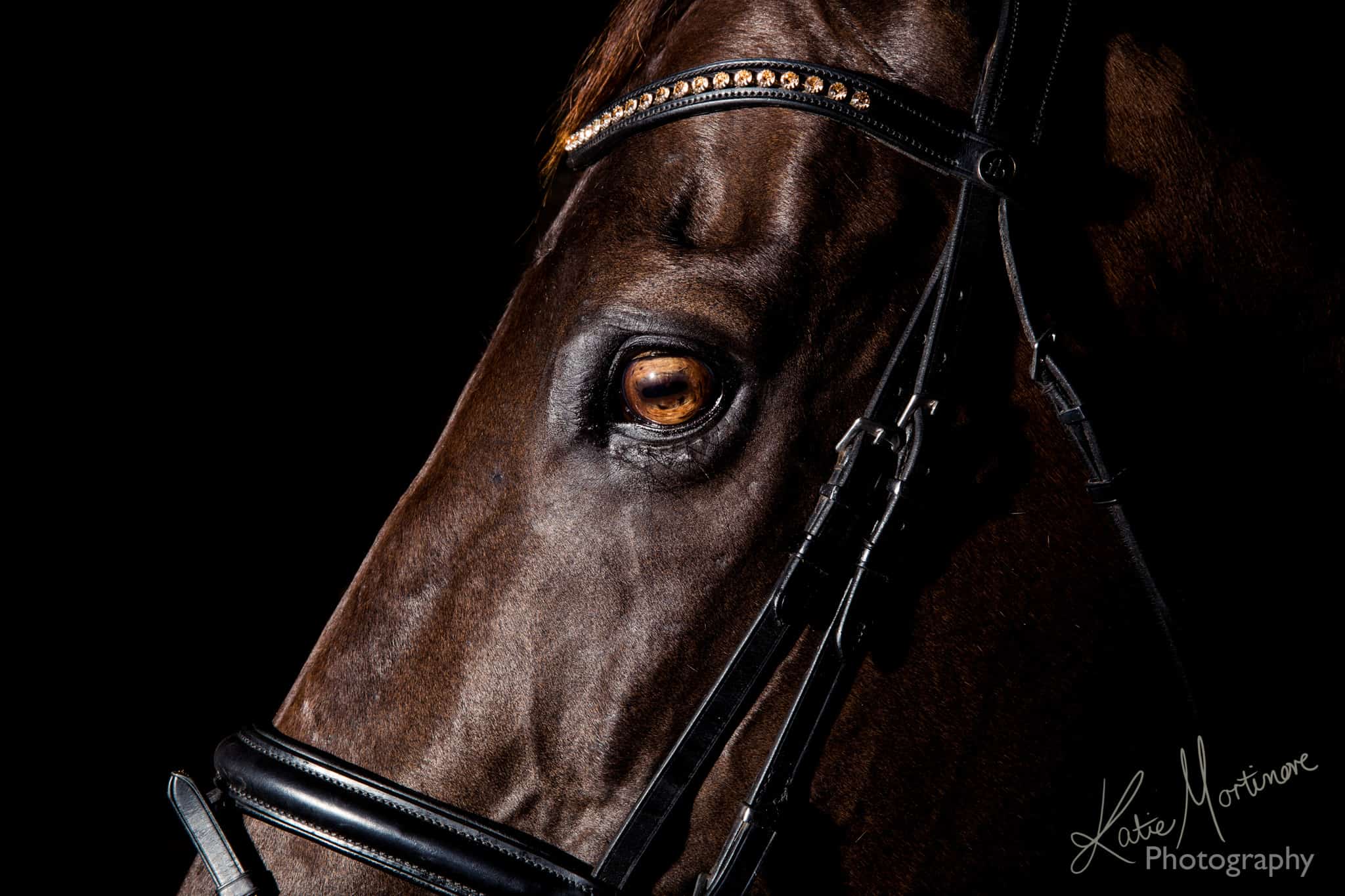 Equine Studio Lit Portraits Katie Mortimore Photography