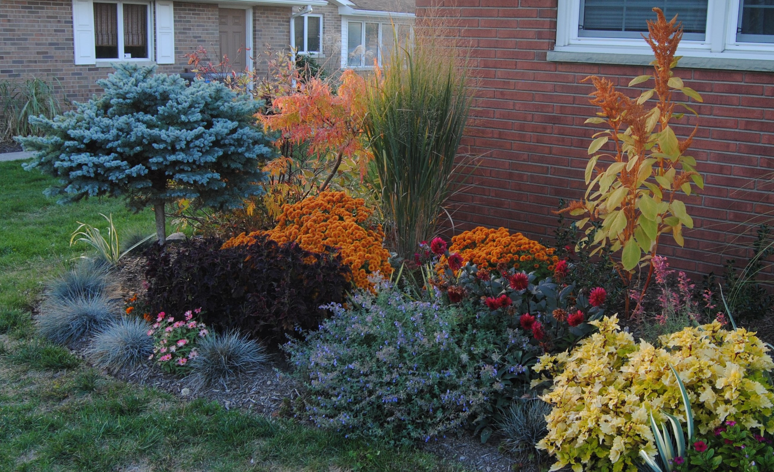 ‘tiger eyes’ sumac « sorta like suburbia