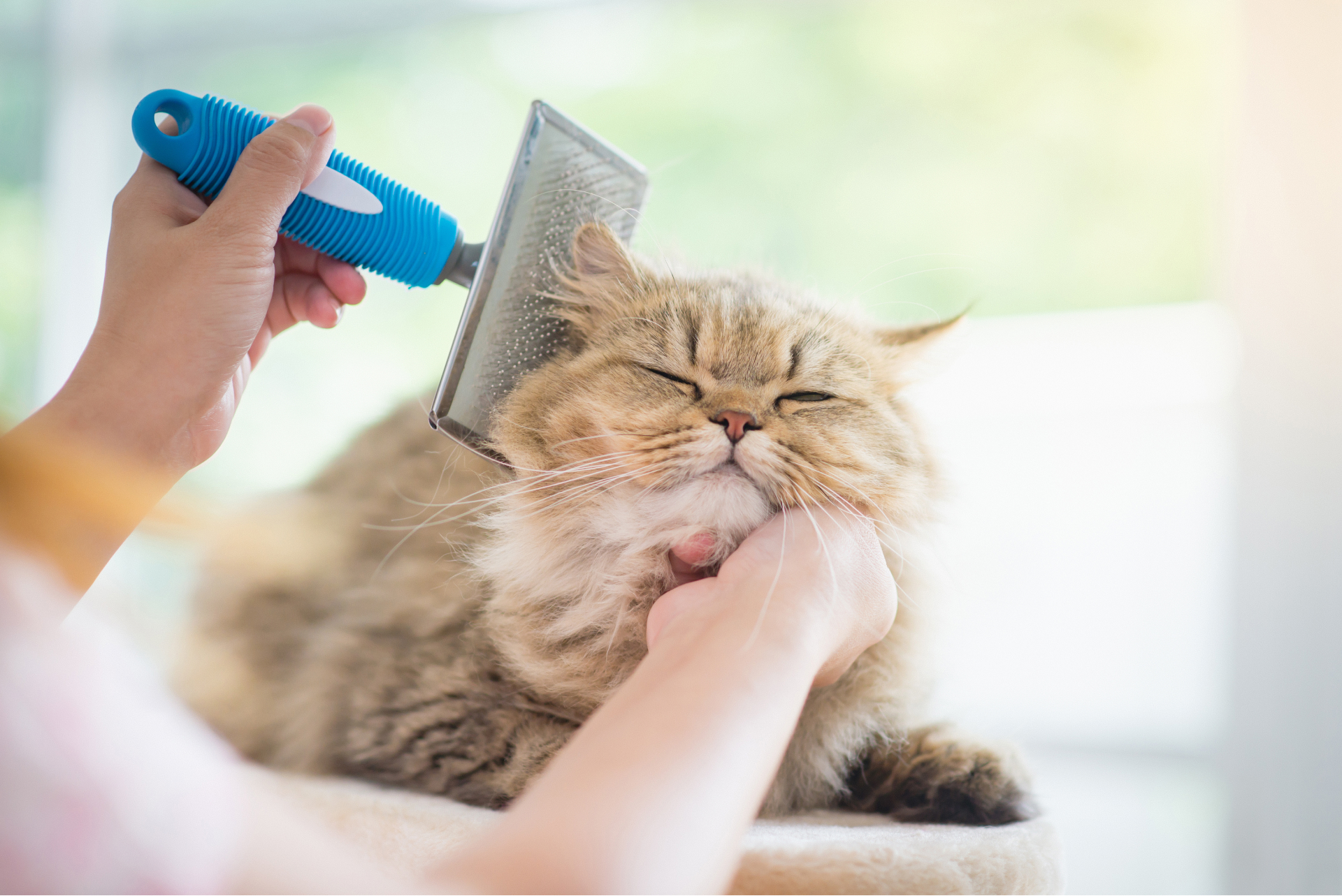 How To Make Your Cat's Coat Look Shiny and Beautiful KATRIS