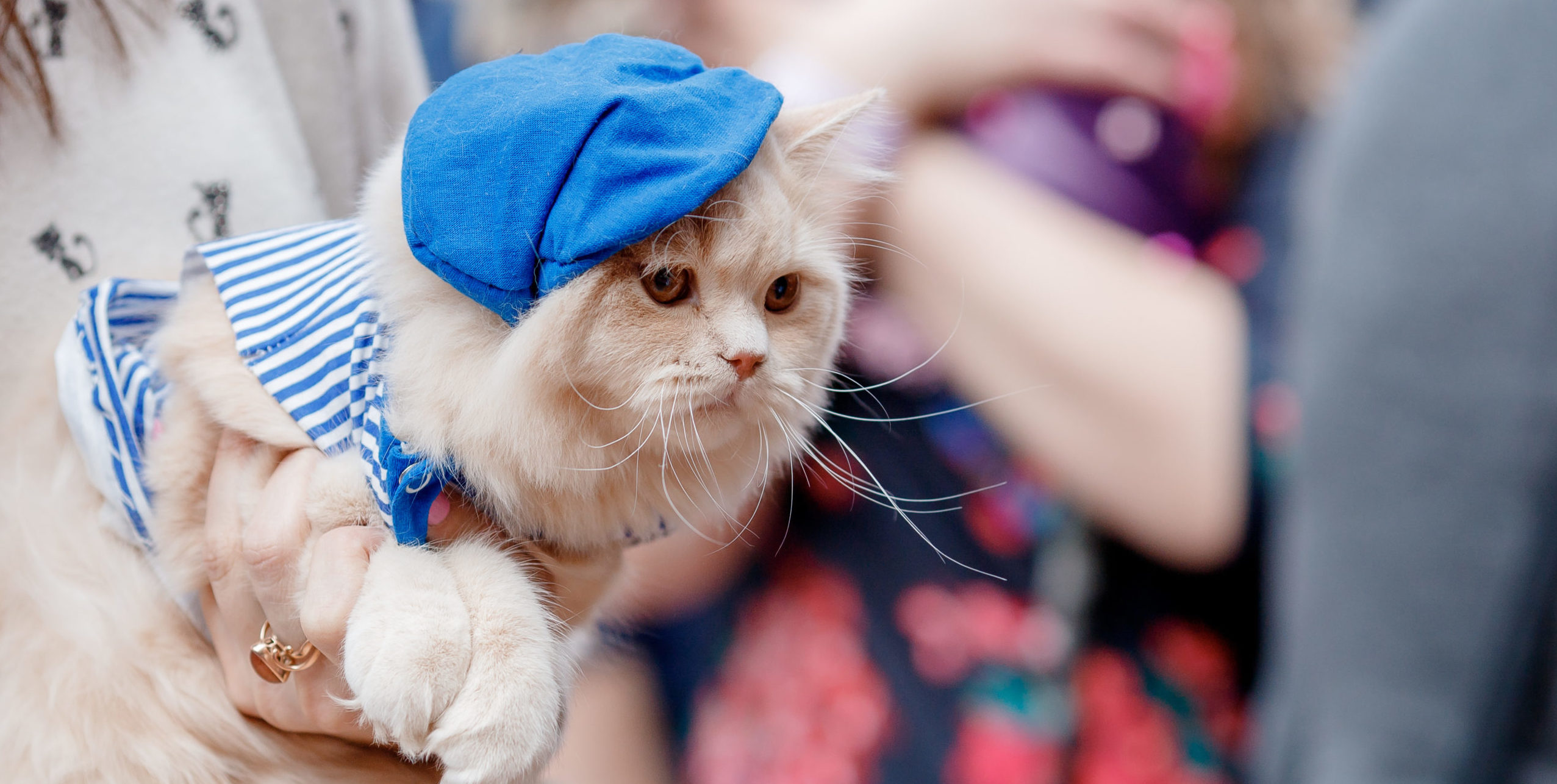 Want to Visit a Cat Show? Here's What to Expect KATRIS