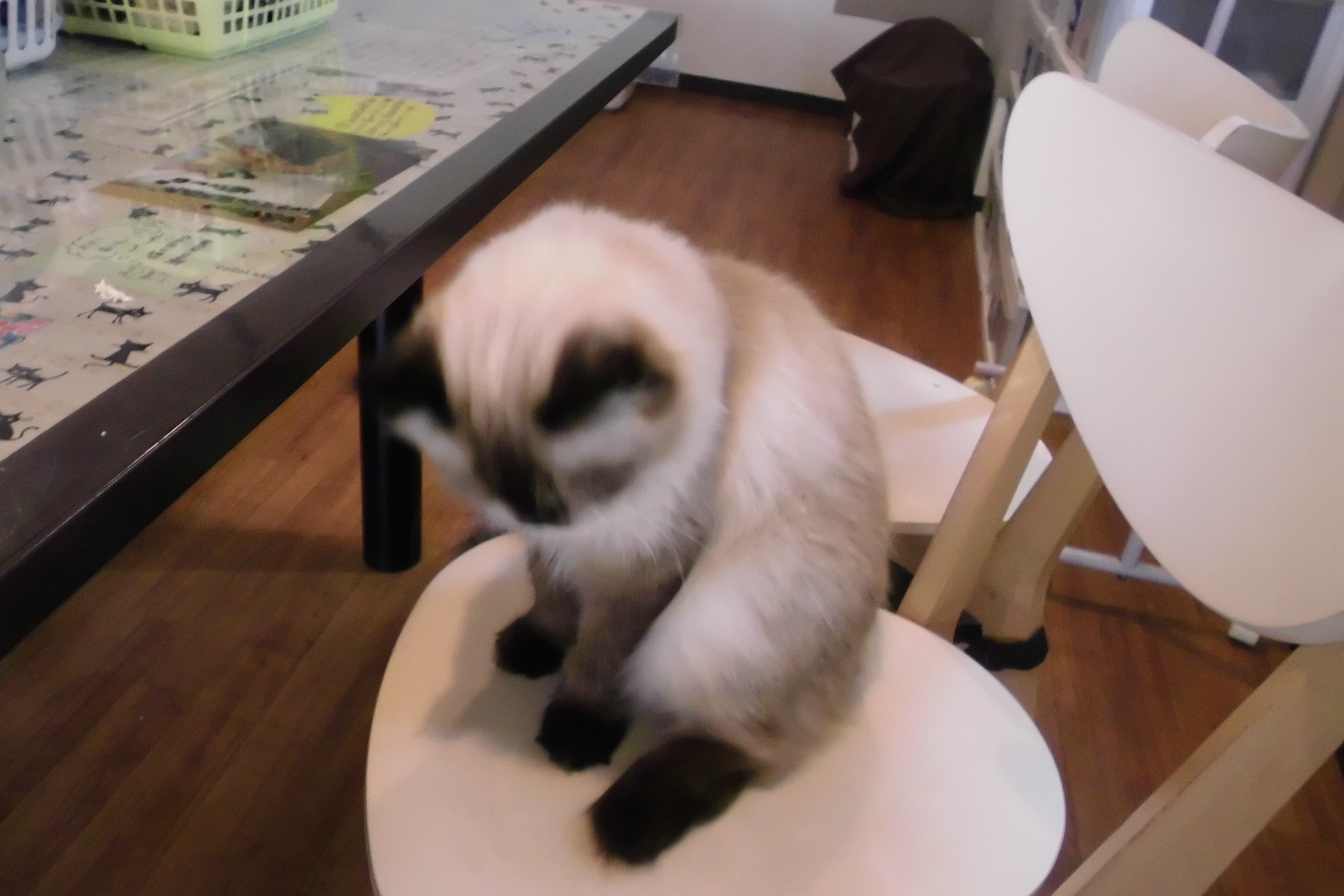 猫好きに朗報 シカゴ初の猫カフェがオープン予定 かつかつシカゴ日記 猫好きに朗報 シカゴ初の猫カフェがオープン予定 かつかつシカゴ日記