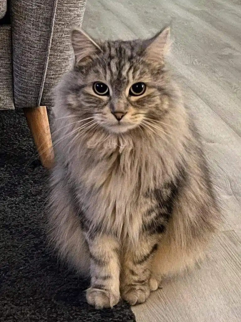Sibirisk Katt - Kattly