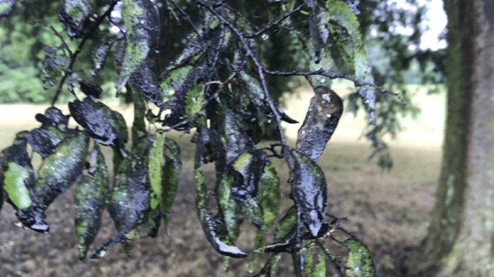 Group of Arkansas farmers hope state bans dicamba herbicide, enforce