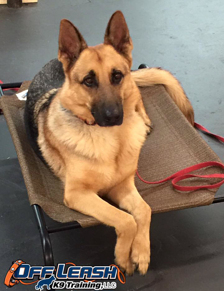 Dog Obedience Trainer Houston Texas Dog Training Houston TX Dog