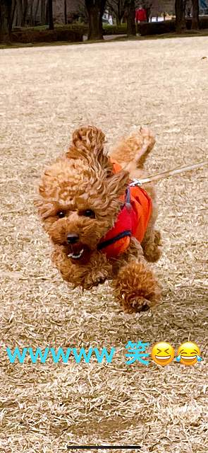 【トイプードルの偏食や食べムラ】餌を食べなくて困る飼い主の悩み メタボ父さんの「家庭・仕事・健康・日頃悩み相談室」