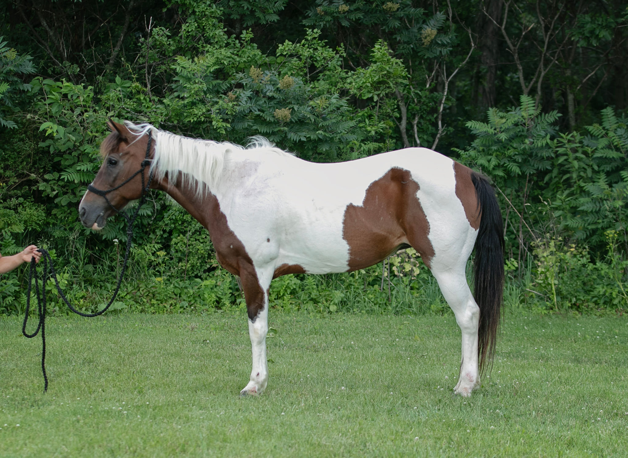 Snookie Paint Mare for Sale Katy's Corral