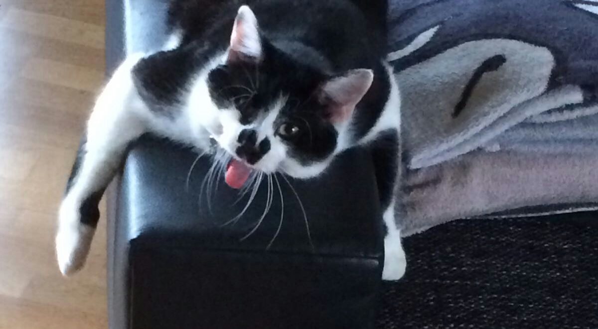Fips ist müde Katzenfotos im Wettbewerb