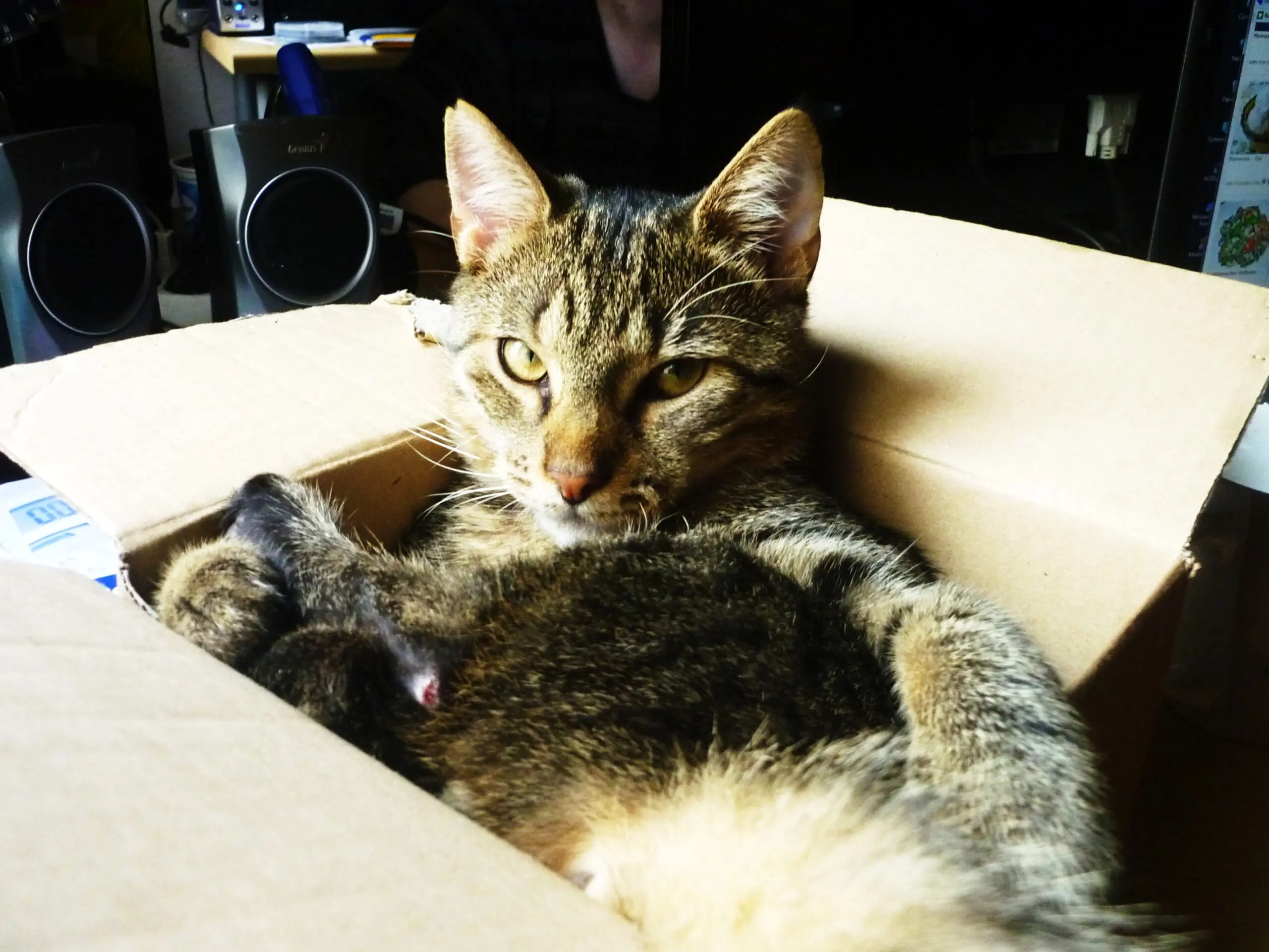 Katzen & Kartons Darum lieben Katzen Kartons