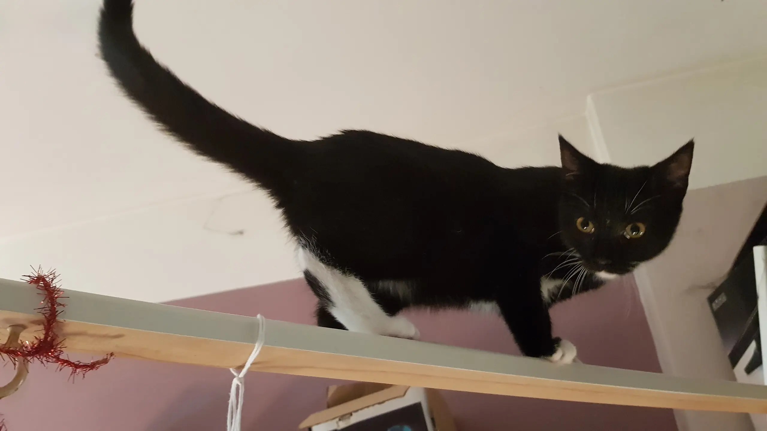 Rassen Informationen über die beliebtesten Katzenrassen