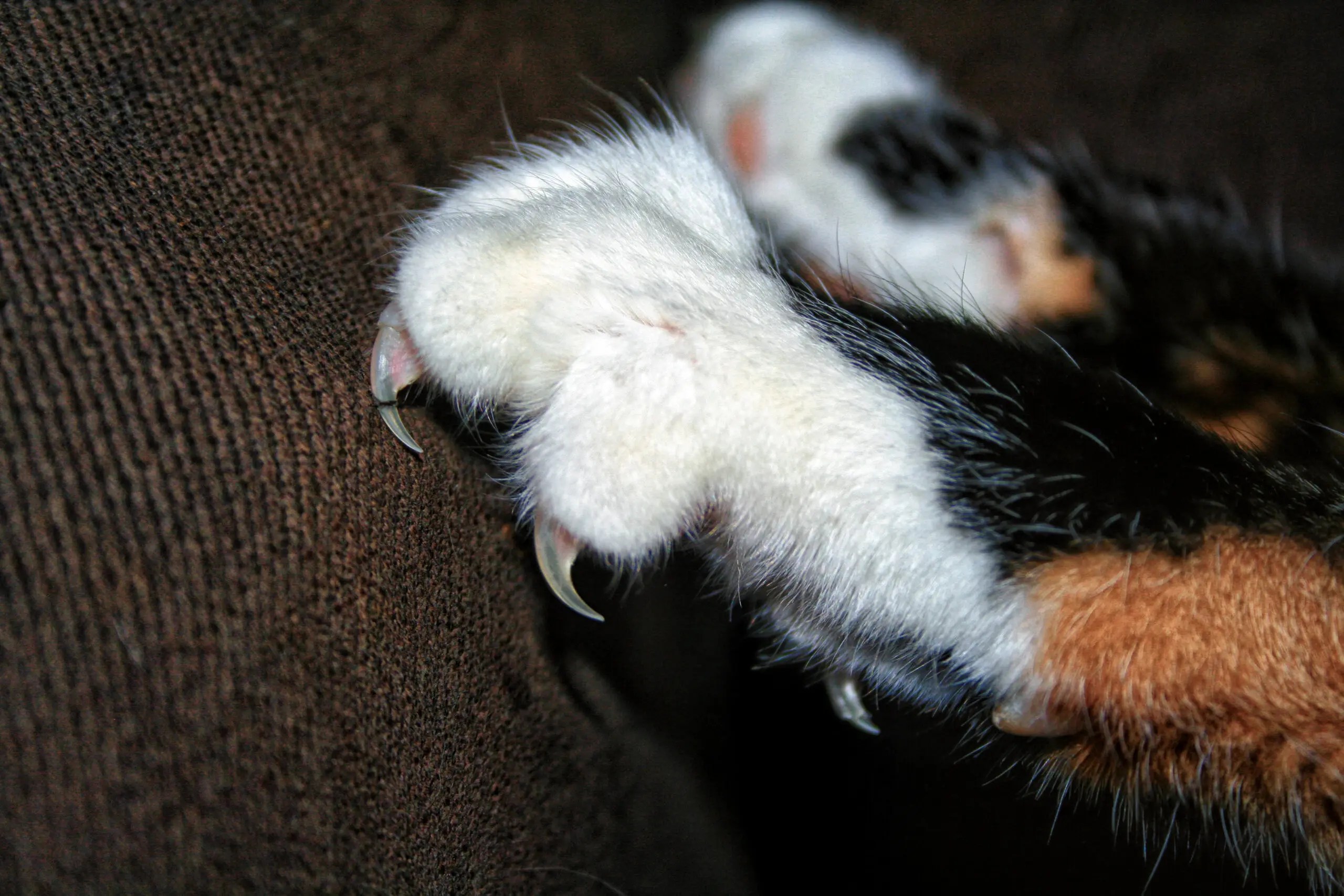 Tapeten für Katzen / Kratzschutz für Wände und Möbel