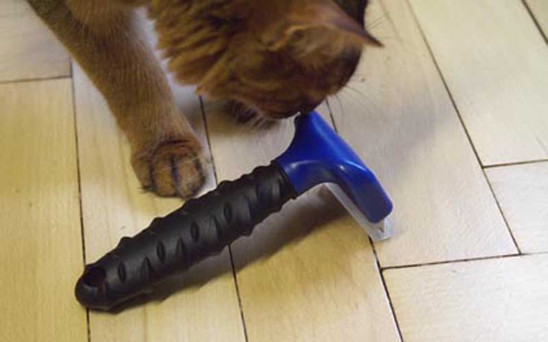 Katzenpflege Wohlfühlprogramm mit Zusatznutzen für die Gesundheit