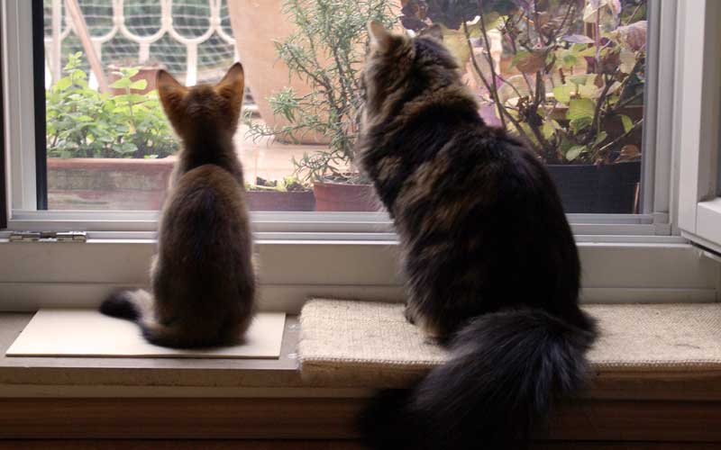 Katzensenioren