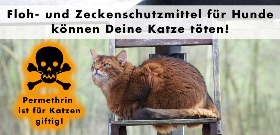 Was tun, bei Vergiftung einer Katze mit Permethrin? Ein Erfahrungsbericht!