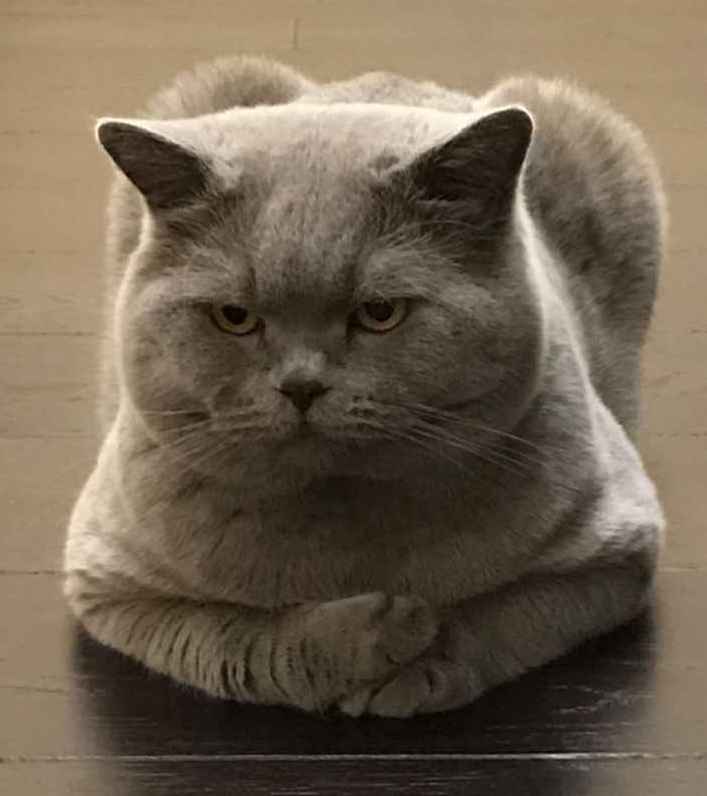 KATZENALTER BERECHNEN wie lange leben Katzen?