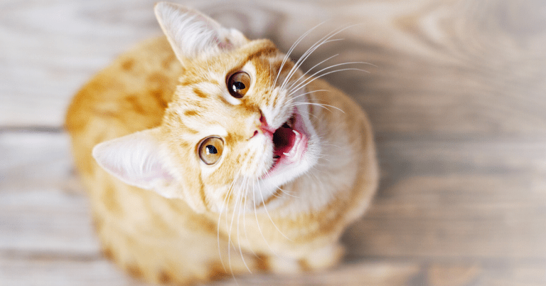 Katze Nesia One Stop Solution For Your Pet Jual Kucing Lucu Berkualitas