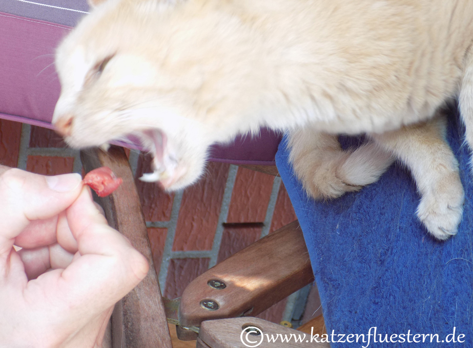 Katzen vegetarisch ernähren? Katzenblog Katzenflüstern